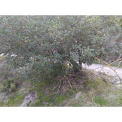 Algarrobo. Muy preciado y cultivado por los árabes. La semilla de la algarroba . Es un árbol perenne y de buena sombra. 