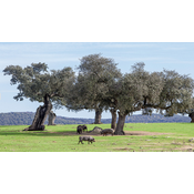 Alcornoque  que se conoce en algunas comarcas, especialmente los ejemplares jóvenes, como chaparro. De este árbol se obtienen el corcho.