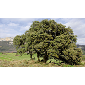 La encina junto con el alcornoque, es la especie característica del bosque mediterráneo. Tienen trocos gruesos y hojas de color verde oscuro, su fruto es la bellota.