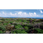 Garriga. Matorral mediterráneo denominado también  maquia, aparece  and el bosque se ha deteriorado. Esta formado por tomillo, retama, lavanda, romero, jara ...