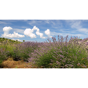 Lavanda. Planta aromática con flores violetas se usa para elaborar perfumes.